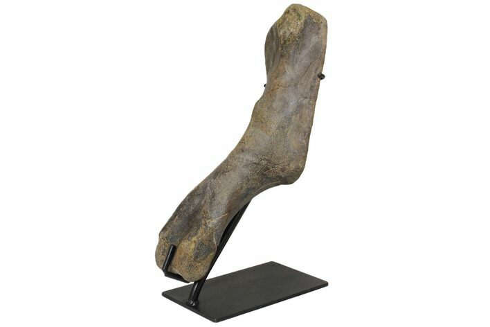 Hadrosaur (Hypacrosaur) Humerus with Metal Stand - Montana #148785